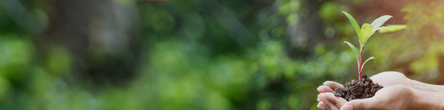 fondo de plantas con una mano y una planta